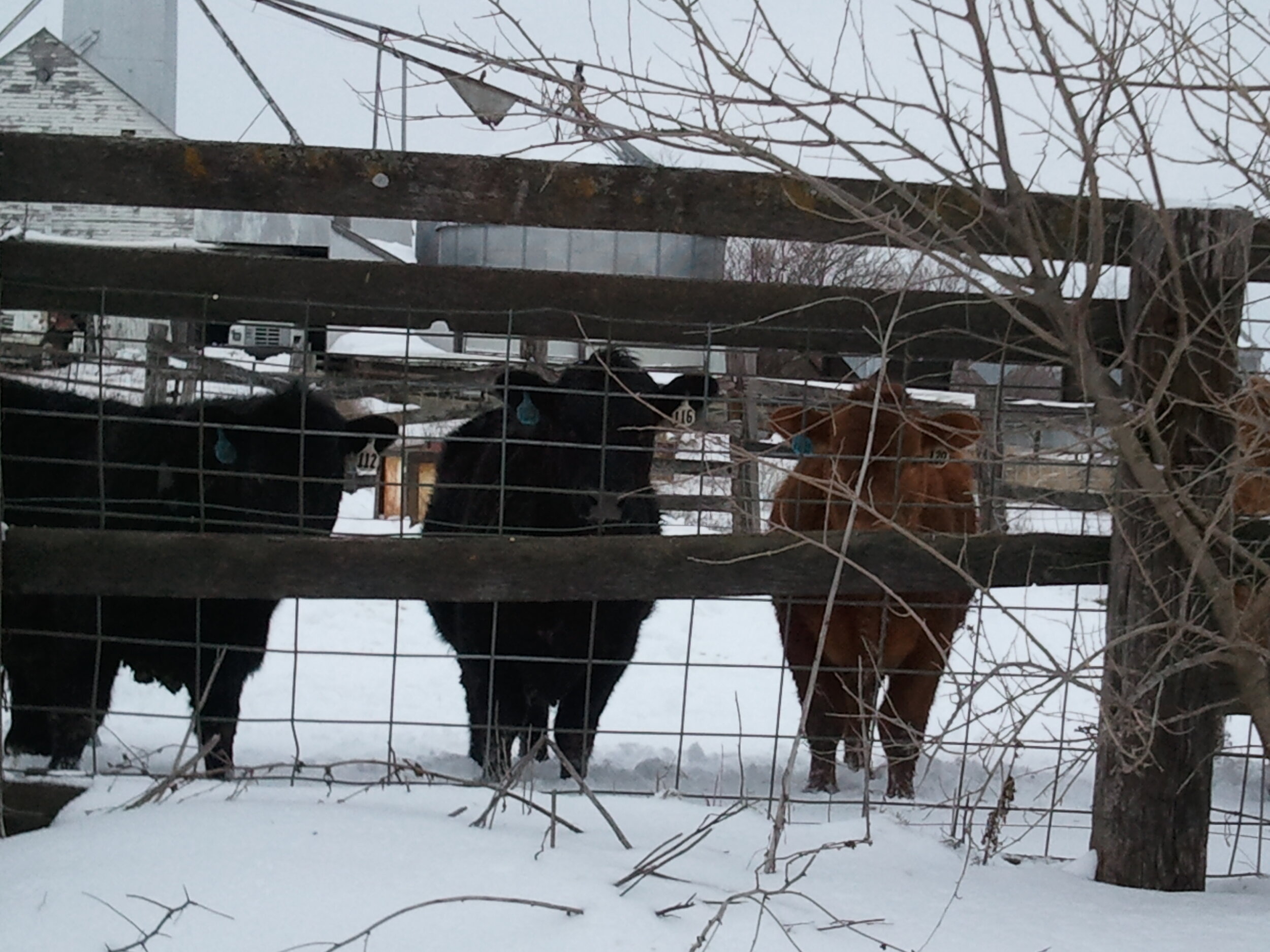 Three cattle, two black and one reddish-brown, stand behind a wooden fence in a snowy farm setting. The background features a rustic barn and silos, emphasizing a rural winter landscape.