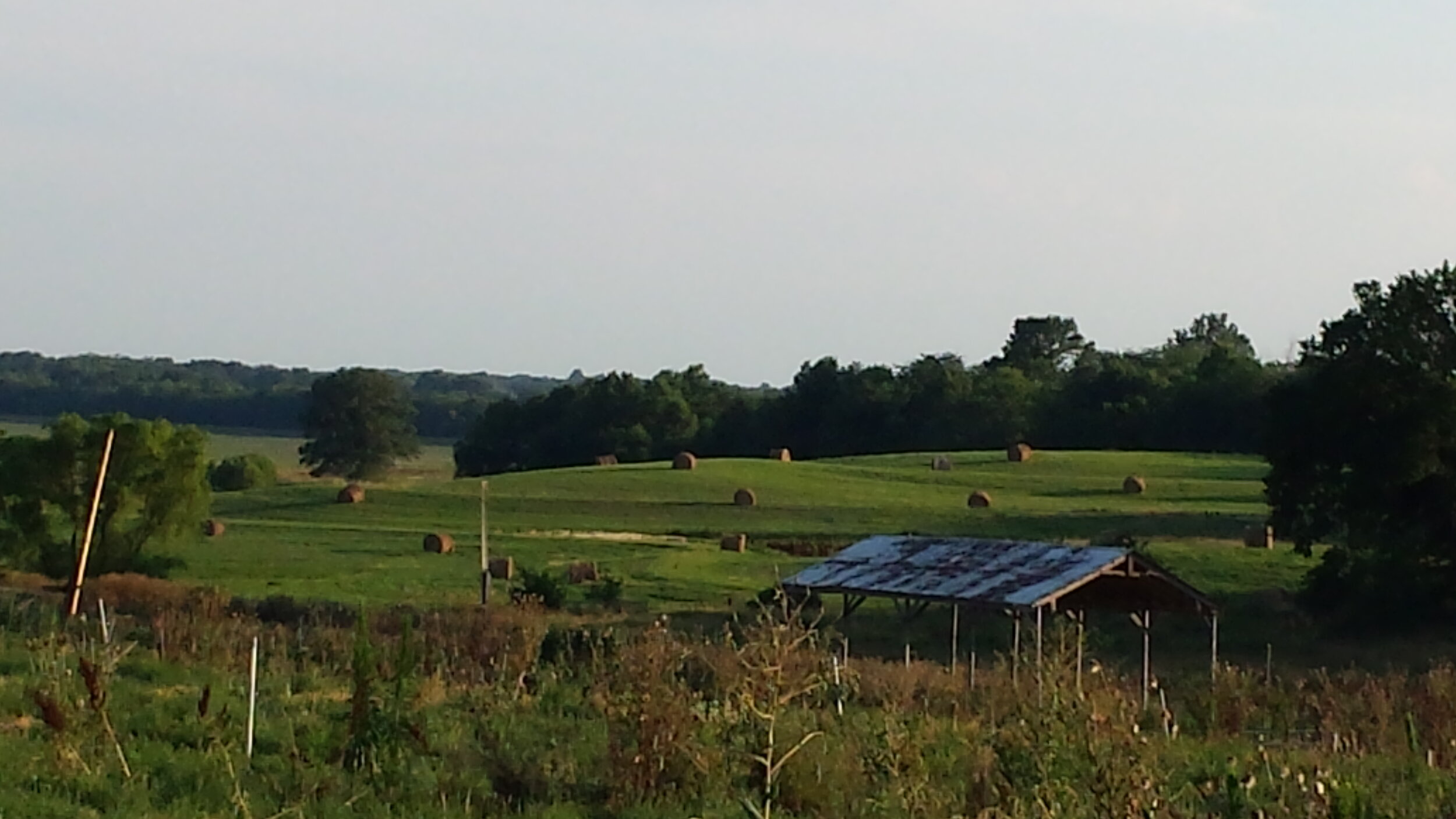 Scenic rural landscape featuring rolling green fields with hay bales scattered across the terrain, a rustic shed with a weathered roof, and trees lining the horizon under a clear sky.