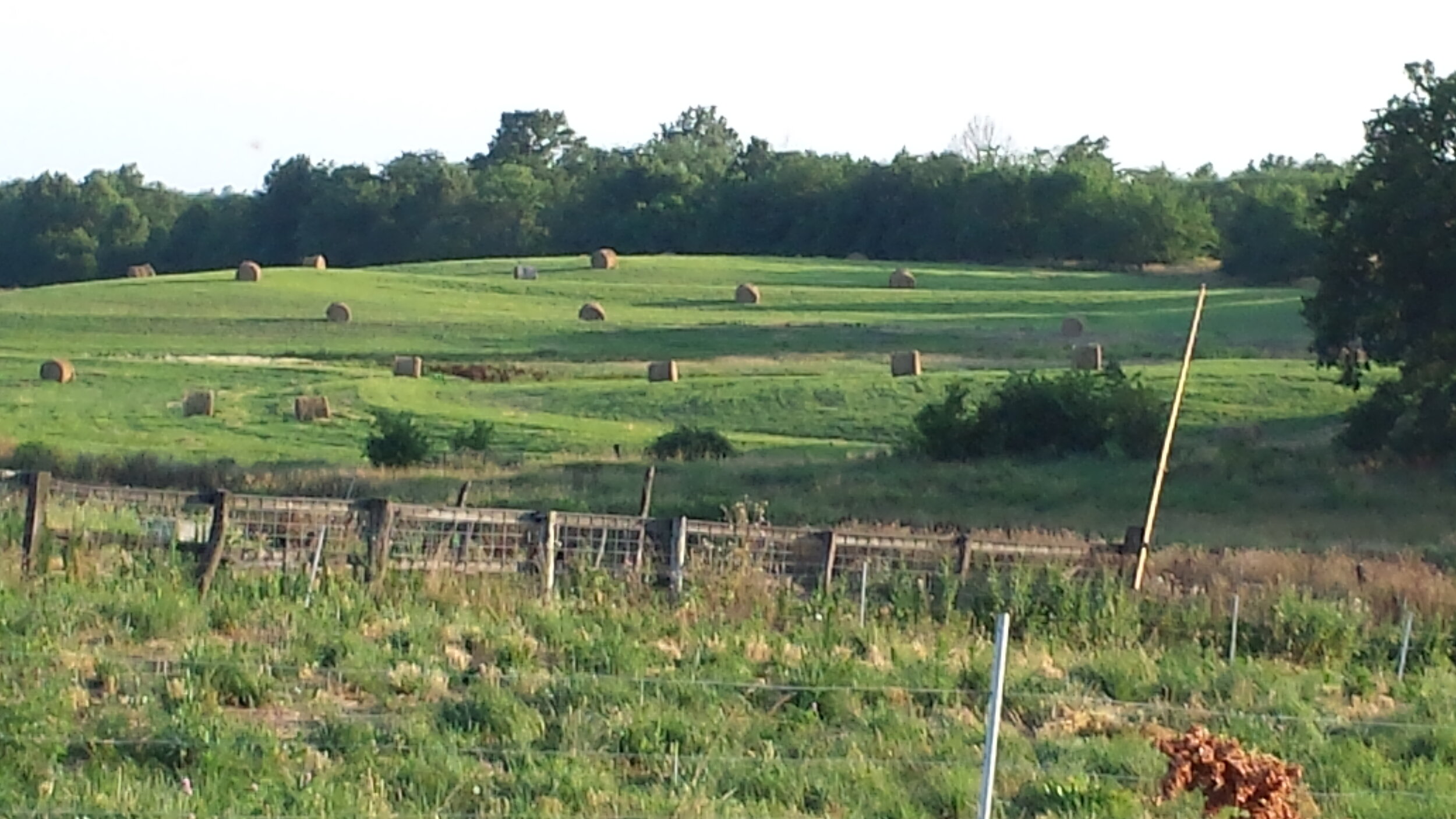 Scenic view of a green pasture with hay bales scattered across rolling hills, surrounded by trees and a rustic wooden fence. Ideal for farming and agriculture imagery.
