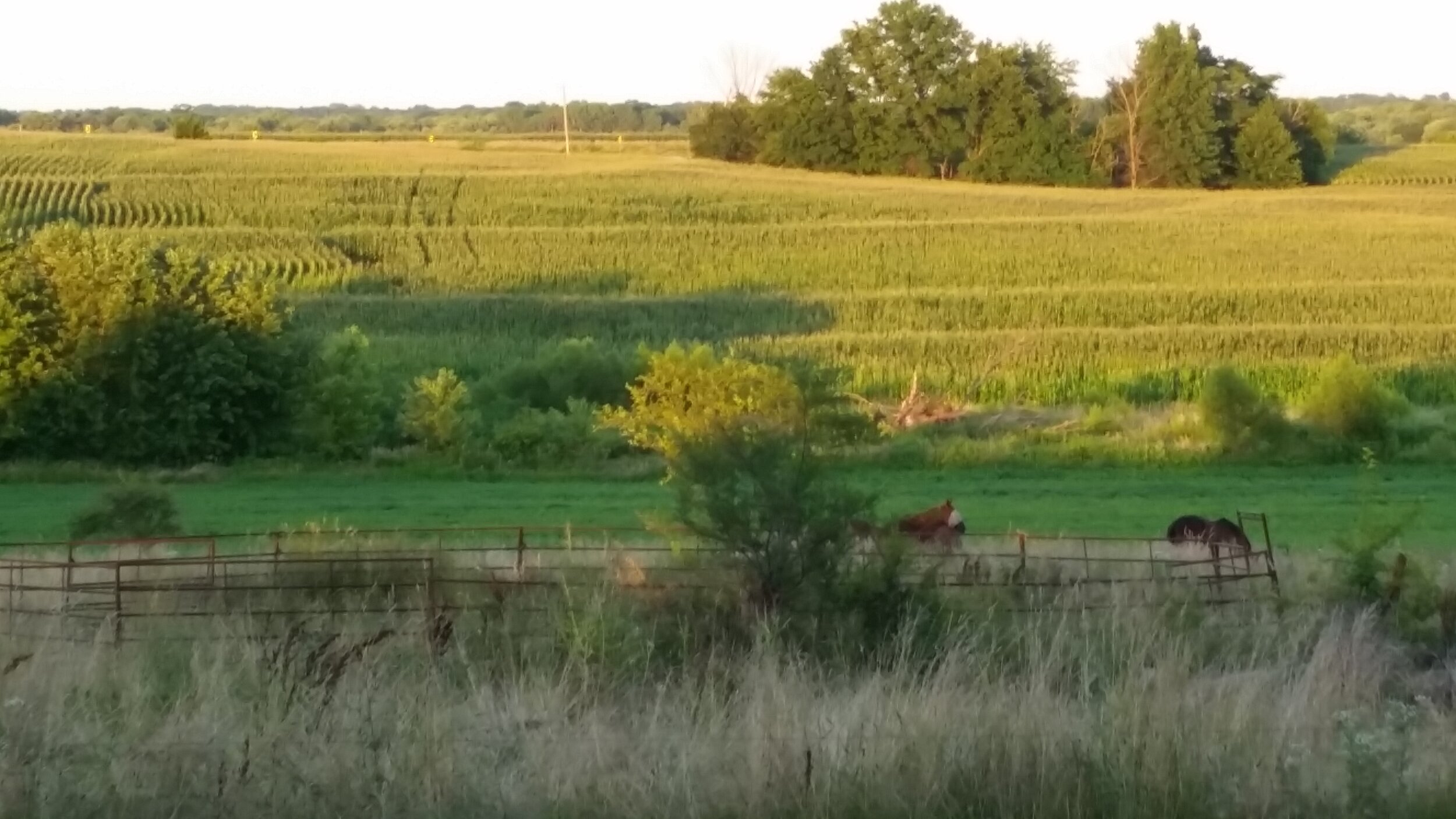 Scenic view of a rural landscape featuring lush green fields of corn, a wooden fence, and a couple of cows grazing in the foreground during golden hour.