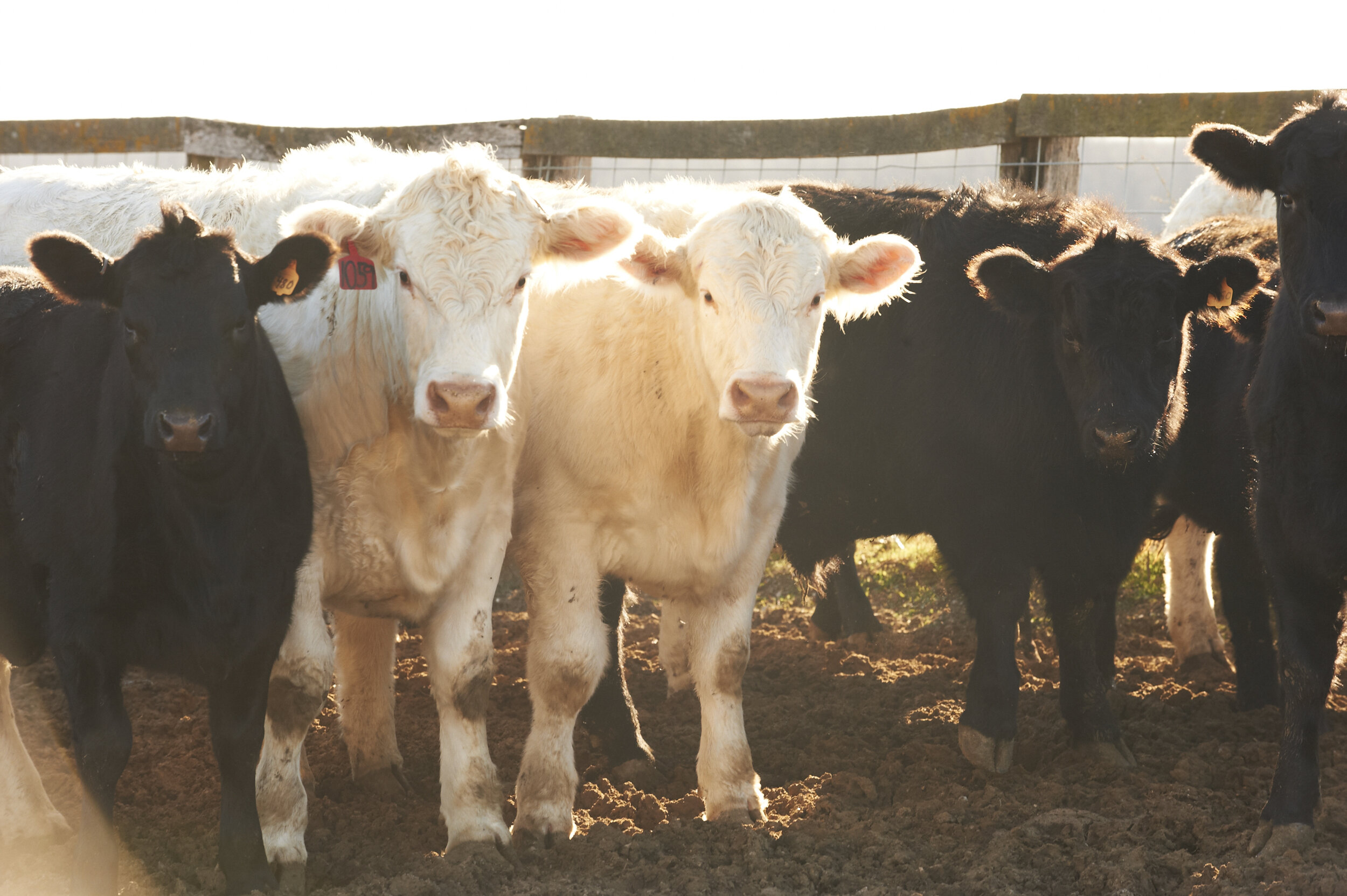 Group of young cattle, including a white calf and several black calves, standing together in a sunlit farmyard with a rustic fence in the background.