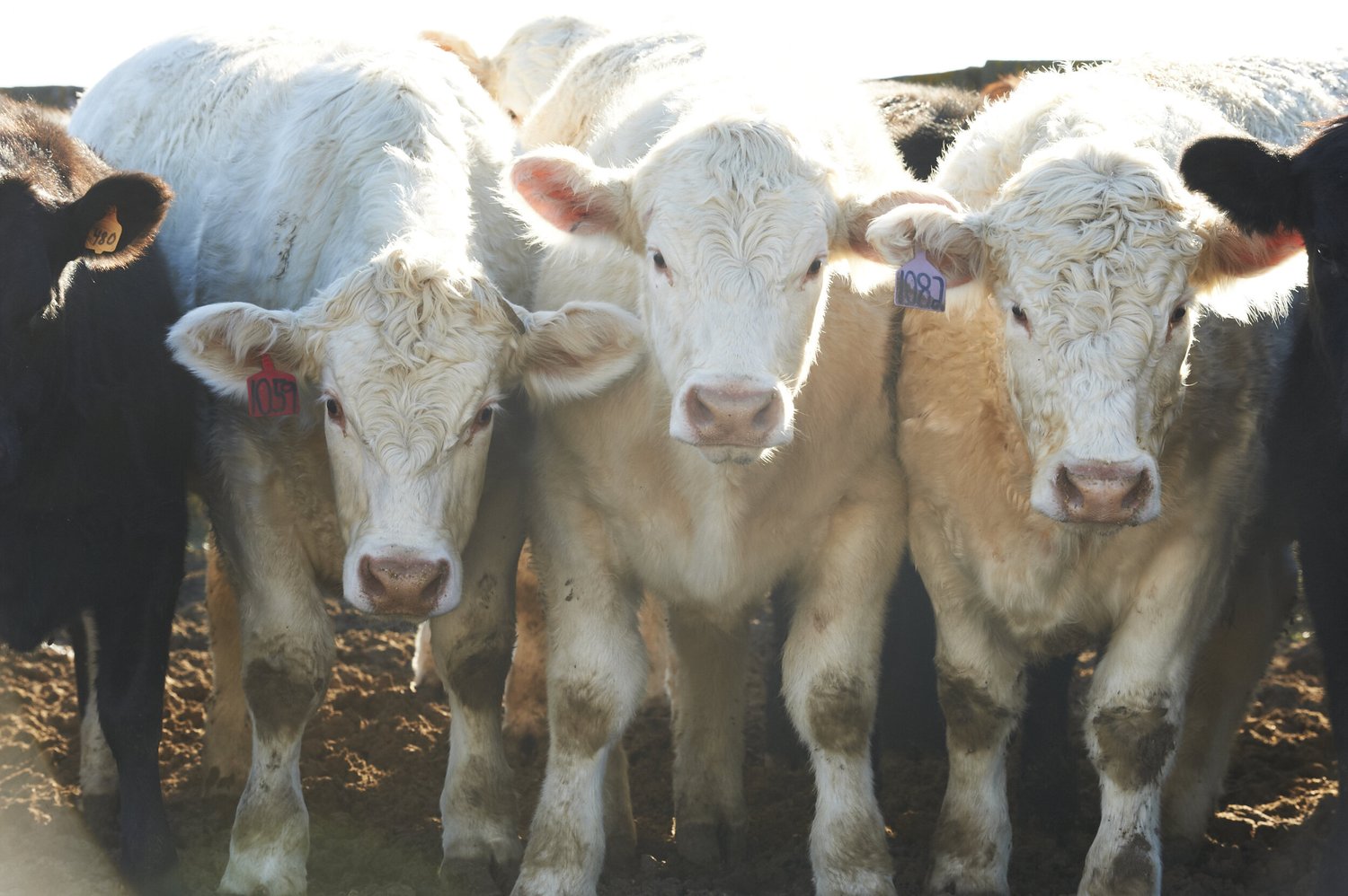 A group of young calves, featuring a mix of white and black coats, standing closely together in a farm setting, with ear tags visible for identification. The sunlight illuminates their fur, highlighting their features and the earthy ground beneath them.